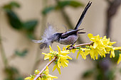 Long-tailed tit (Aegithalos caudatus) carrying feathers for nest construction, Canton Geneva, Switzerland