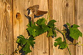 Eurasian Wryneck (Jynx torquilla) at the entrance to the nesting box, Canton Vaud, Switzerland