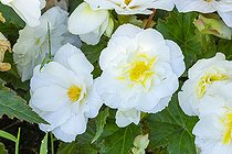 Tuberous Begonia, Begonia tuberhybrida 'Non Stop White', flowers