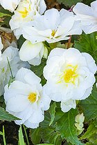 Tuberous Begonia, Begonia tuberhybrida 'Non Stop White', flowers