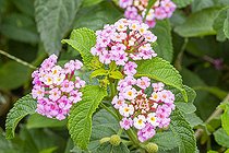 Pink Lantana, Lantana camara 'Rose', flowers