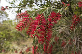 The weeping bottlebrush or creek bottlebrush (Melaleuca viminalis) growing, Liguria, Italy
