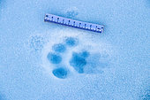 Himalayan lynx (Lynx lynx isabellinus) tracks in the snow, Himalaya, Ladakh, India