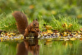 Red squirrel (Sciurus vulgaris) eatin a nut at the edge of water, Hauts-de-France, France