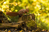 Red squirrel (Sciurus vulgaris) on a stump ,Hauts-de-France, France