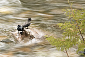 Harlequin duck (Histrionicus histrionicus) male and female on a rock in the middle of a river. Gaspé region. Quebec. Canada