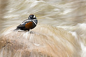 Harlequin Duck (Histrionicus histrionicus) male perched on a rock in the middle of a river. Gaspé region. Quebec. Canada