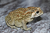 Asian Black-spined Toad (Duttaphrynus melanostictus), Klungkung, Bali, Indonesia