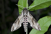 Male Hawk-moth (Agrius convolvuli) on stem, Klungkung, Bali, Indonesia