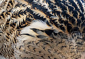 Bittern (Botaurus stellaris) feather details, England