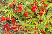 Begonia boliviensis 'Sun Cities San Francisco', flowers