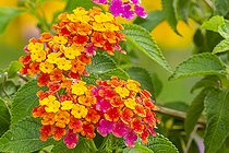 Lantana camara 'Coccinelle', flowers