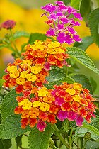 Lantana camara 'Coccinelle', flowers