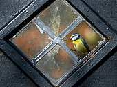 Blue tit (Cyanistes caeruleus) perched in a brocken window, England