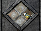 Blue tit (Cyanistes caeruleus) perched in a brocken window, England
