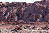 Salt Cordillera, Valley of the Moon, Atacama Desert. Chile.