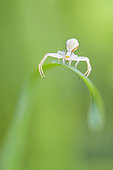Goldenrod Spider (Misumena vatia) on an inflorescence of common hogweed (Heracleum sphondylium), Auvergne, France