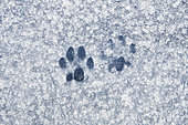 Cat's paw prints on a car under limestone dust following construction, Yonne, France