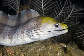 Barred Moray Eel (Echidna polyzona), night dive, Pyramids dive site, Amed, Karangasem Regency, Bali, Indonesia, Indian Ocean