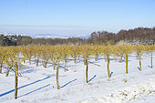 Hazelnut tree plantation with irrigation in winter, Auvergne, France