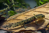 Speckled Salamander (Salamandra salamandra) larva. The gills are clearly visible during the aquatic stage of this strictly terrestrial species once it has metamorphosed into an adult. About 3 cm, Savoie, France
