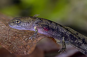 Speckled Salamander (Salamandra salamandra) larva. The gills are clearly visible during the aquatic stage of this strictly terrestrial species once it has metamorphosed into an adult. About 3 cm, Savoie, France