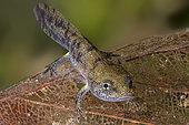 Speckled Salamander (Salamandra salamandra) larva. The gills are clearly visible during the aquatic stage of this strictly terrestrial species once it has metamorphosed into an adult. About 3 cm, Savoie, France