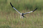Montagu's Harrier (Circus pygargus) male in flight, Vendée, France