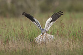 Montagu's Harrier (Circus pygargus) male in flight, Vendée, France