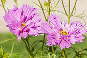 Cosmos 'Double Click Rose', Cosmos bipinnatus 'Double Click Rose', flowers