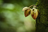Marantaceae forest vegetation. Odzala-Kokoua National Park. Cuvette-Ouest Region. Republic of the Congo