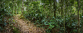 Marantaceae forest interior. Odzala-Kokoua National Park. Cuvette-Ouest Region. Republic of the Congo