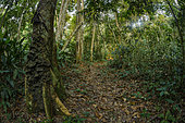 Marantaceae forest interior showing Termite (Procubitermes sp) nest on tree. Odzala-Kokoua National Park. Cuvette-Ouest Region. Republic of the Congo