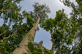 Marantaceae forest interior. Odzala-Kokoua National Park. Cuvette-Ouest Region. Republic of the Congo
