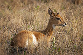 Oribi (Ourebia ourebi) antelope in the veld. KwaZulu Natal Midlands. South Africa