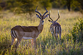 Impala or rooibok (Aepyceros melampus) male in veld. Mashatu, Northern Tuli Game Reserve. Botswana