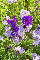 Vervain, Verbena speciosa 'Serenity Melange', flowers