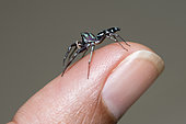 Fighting Spider (Thiania bhamoensis) on finger (model released), Klungkung, Bali, Indonesia