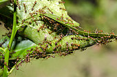 Colony of Garden Weaver Ants (Oecophylla sp) in leaf nest, Klungkung, Bali, Indonesia