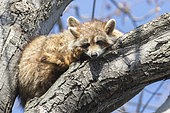 Raccoons (Procyon lotor) lying on a branch and resting. Central Quebec region. Canada