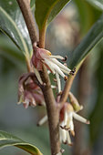 Sarcococca 'Winter Gem' flowers