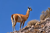 Guanaco (Lama guanicoe cacsilensis), Atacama, Chili, Peru