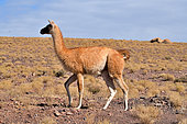 Guanaco (Lama guanicoe cacsilensis), Atacama, Chili, Peru