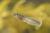 Common toad (Bufo bufo) albino tadpole, Etang de Merrey, Lorraine, France