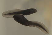 Common toad (Bufo bufo) tadpoles, Etang de Merrey, Lorraine, France