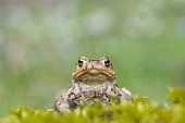 Common Toad (Bufo bufo) on moss, Lorraine, France