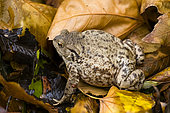 Common toad (Bufo bufo) inflated female, Vallon de Bellefontaine, Lorraine, France