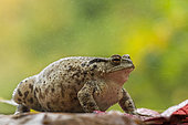 Common toad (Bufo bufo) inflated female, Vallon de Bellefontaine, Lorraine, France