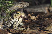 Common toad (Bufo bufo) eating an earthworm, Lorraine, France