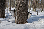 Boiler for collecting maple water in a maple grove during the sugar season, Saint-Barthélemy, Lanaudière, Quebec, Canada